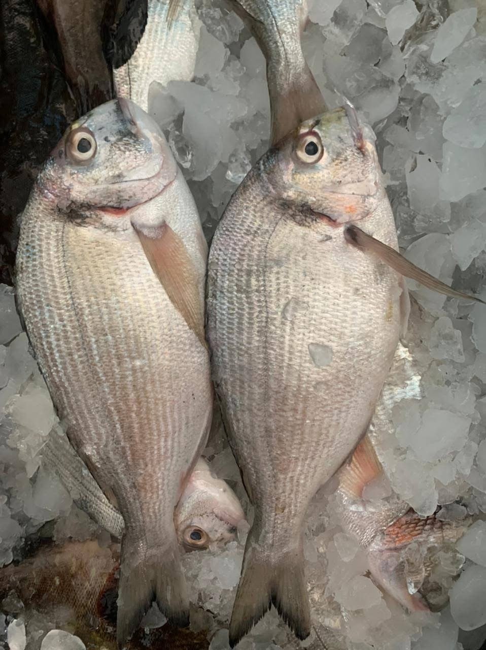 Fresh shrimp harvest at Ghalyoun